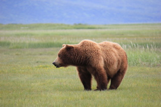 Illustration for article titled Please Enjoy This Gallery Of Amazing Bear Photos